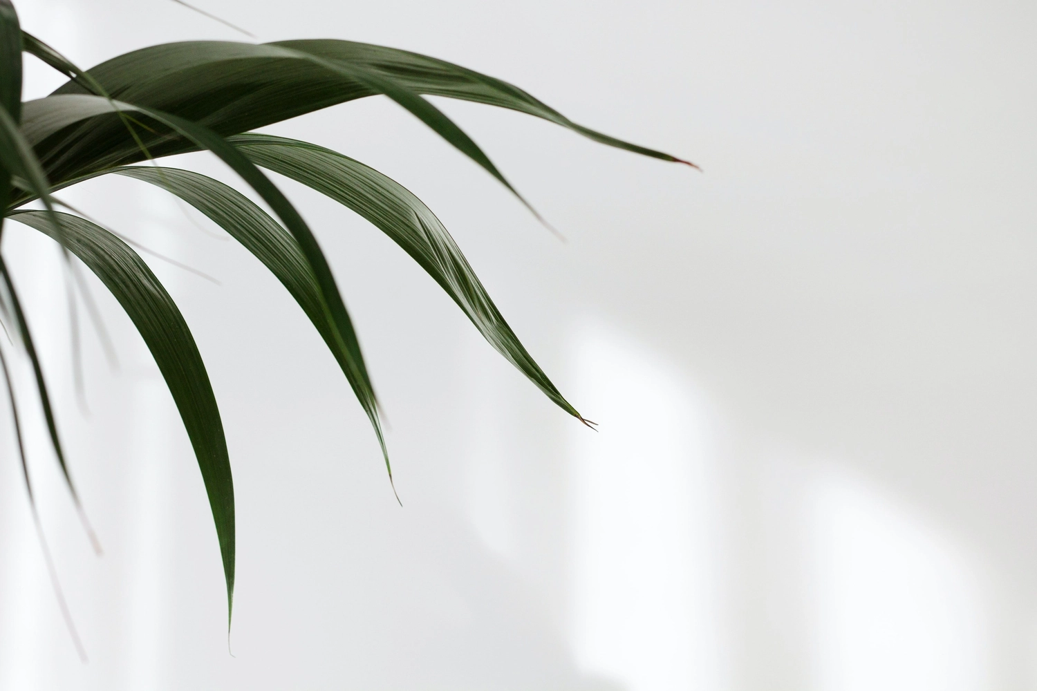 Bianca Sommer Psychotherapie – Die Silhouetten der Palmwedel zeichnen sich anmutig vor einem sanften, kühlen blauen Hintergrund ab und schaffen so eine ruhige und minimalistische Szene.